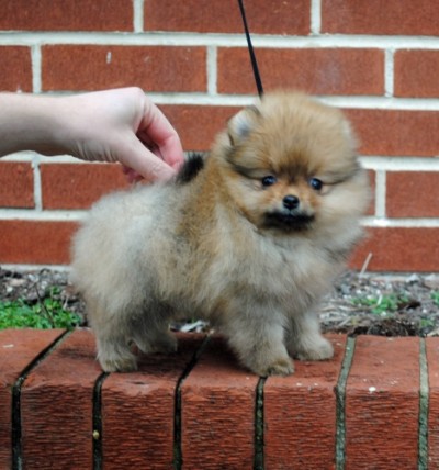 Naomi at 8 wks old