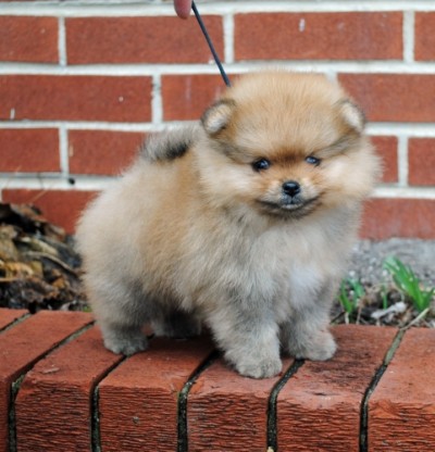 Nick at 8 wks old