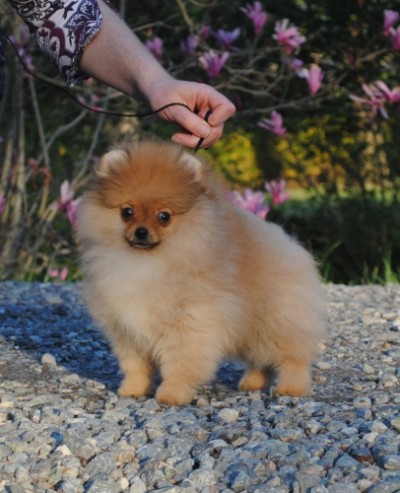 Nick at 14 wks old