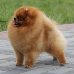 Koko's Moy Obereg
