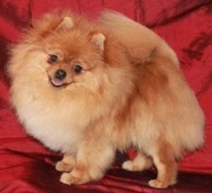 Sen Tais Amazonka