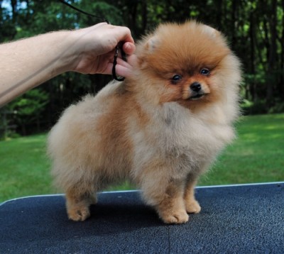 Ilya at 13 wks old