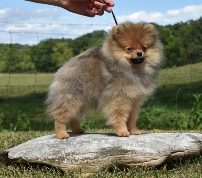 Rhubarb at 4mos old