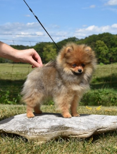 Rhubarb 4mos old
