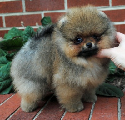 Peanut at 8 wks old