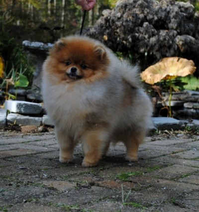 Luci at 13mos old