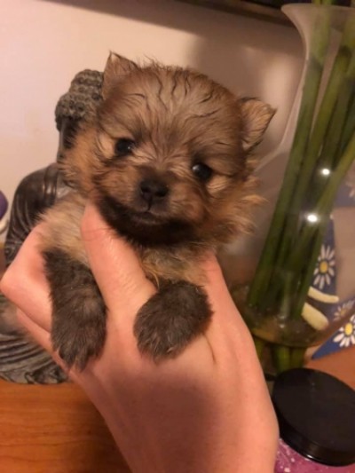 Skippy at 4 wks old