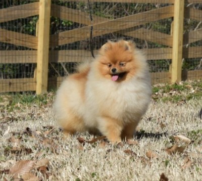 Presley at 6mos old