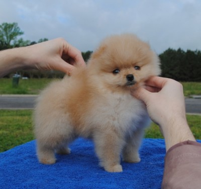 Kylie at 8 wks old
