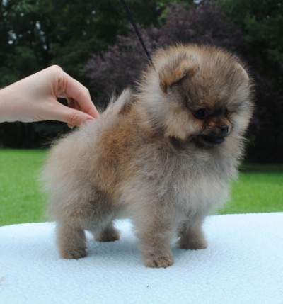 Fenris at 9 wks old