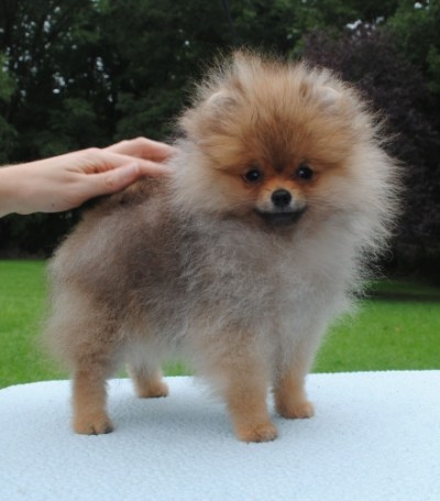 Merrill at 15 wks