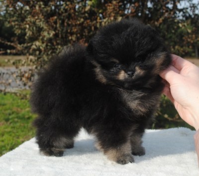 Geralt at 8 wks old