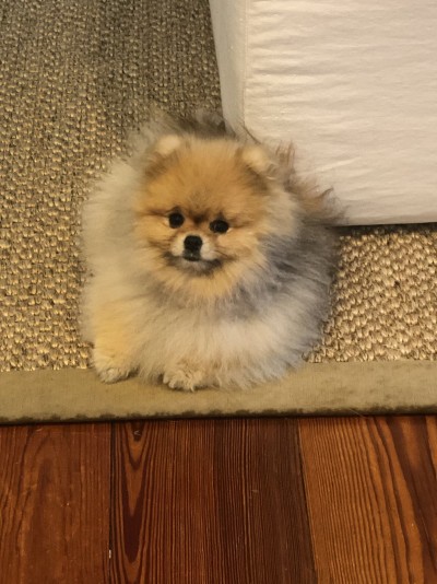 Chewy chillaxing