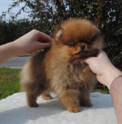 Briala at 8 wks old