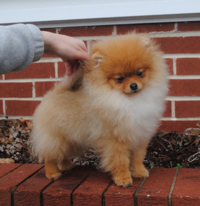 Dorian at 5mos old
