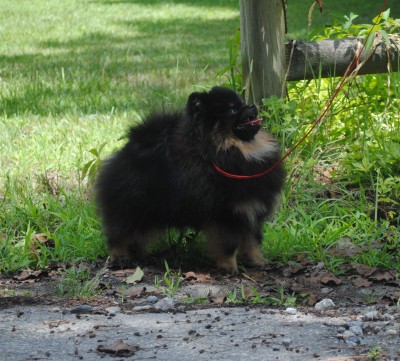 Geralt at 9 mos old