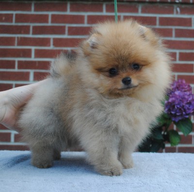 Alina at 10 wks old