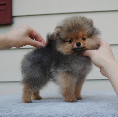 Tasty at 10 wks old