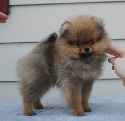 Keanu 10 wks