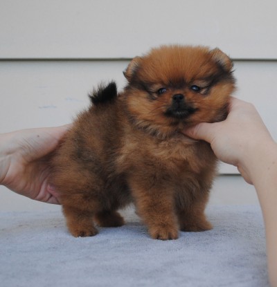 Yara at 8 wks
