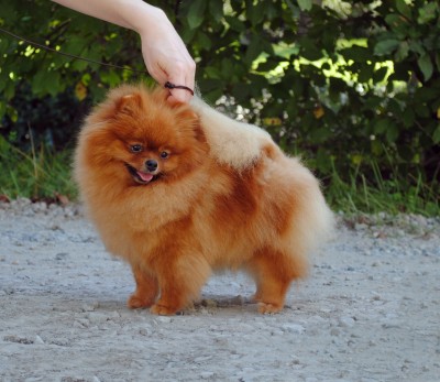 Marley at 3 yrs old