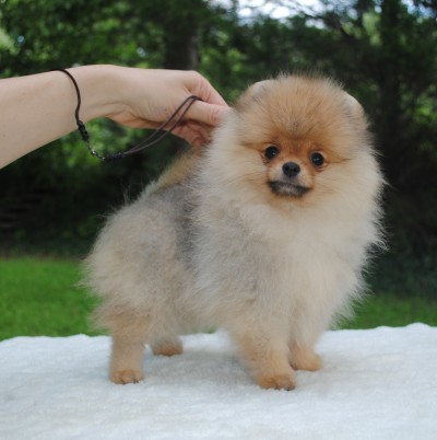 Trixie at 14 wks