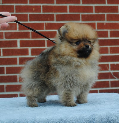 Cali at 8 wks old