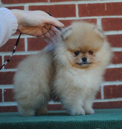 Romeo at 8 wks