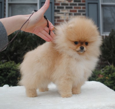 Romeo at 11 wks
