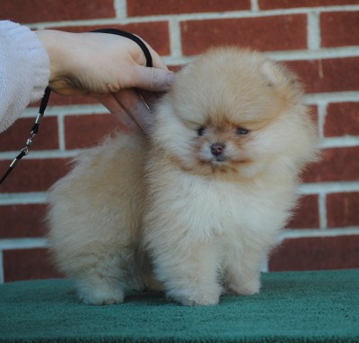 Juliet at 8 wks