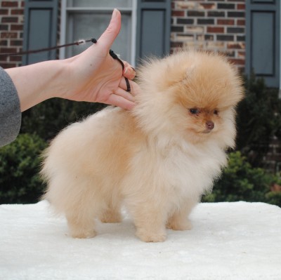 Juliet at 11 wks
