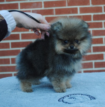8 wks old