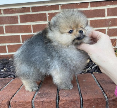 Taffy at 10 wks old