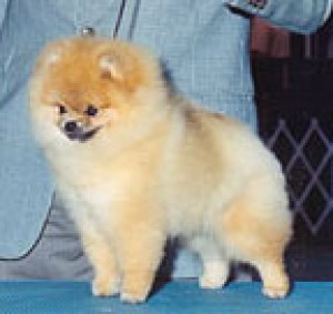Starfire's Brian of Lenette