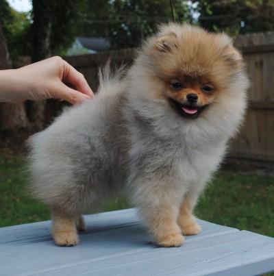 Maika at 3 1/2 mos