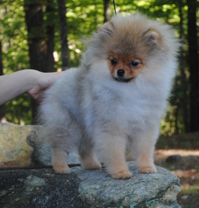 Maika at 18 wks old
