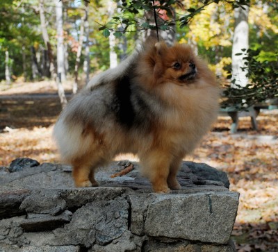 Taffy at 1 yr old