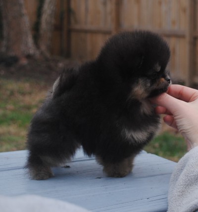 Lacey at 8wks