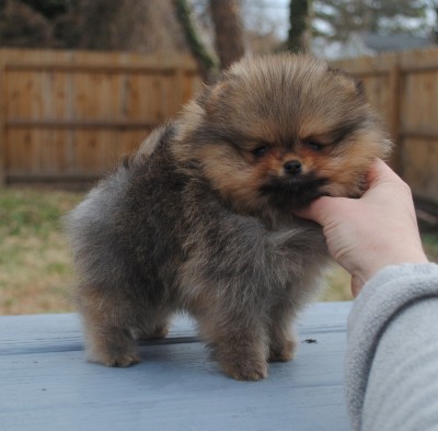 Dawson at 8 wks