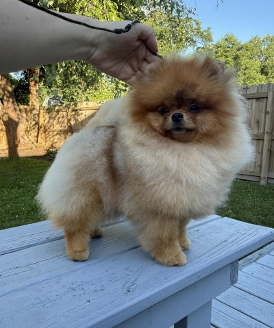 Alicent at 9mos old