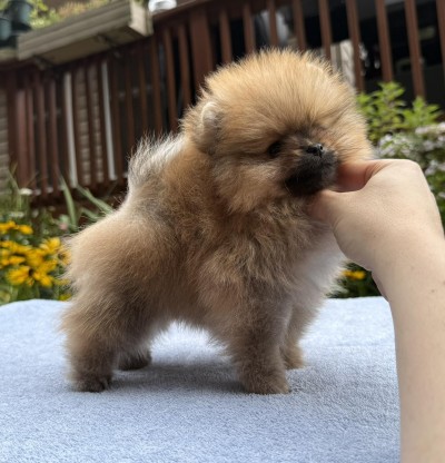 Scotty at 8wks old