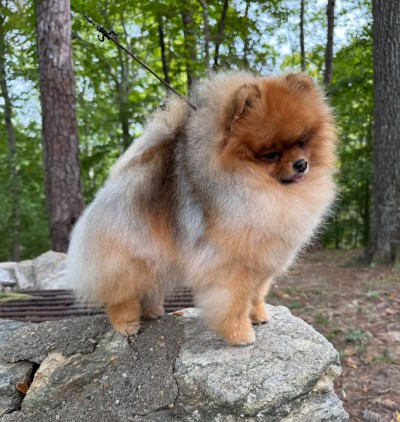 Dawson at 2yrs old