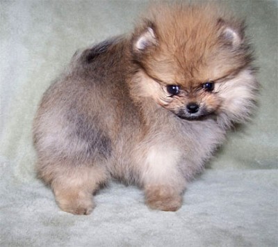 Ashton at 9 wks