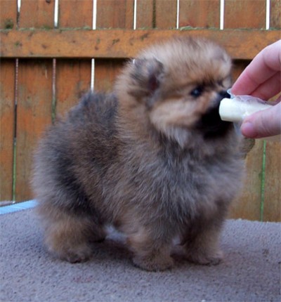 Ashton at 6 wks