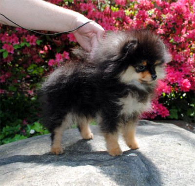 Boots at 14 wks