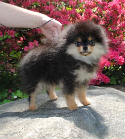 Boots at 14 wks