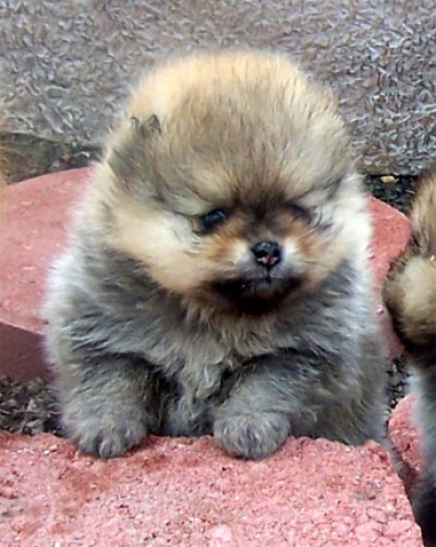 Cady at 5 weeks old