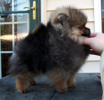 Cole at 13 wks