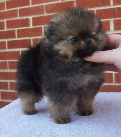 Cole at 8 wks