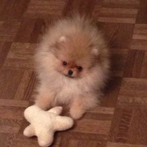 Keepsakes Louie